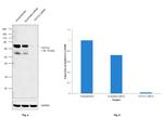 TCF7L2 Antibody