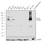 STAT4 Antibody