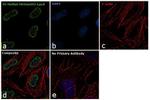 H3K4me2 Antibody in Immunocytochemistry (ICC/IF)