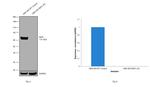 NEFL Antibody