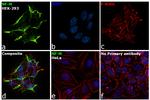 NEFL Antibody in Immunocytochemistry (ICC/IF)