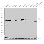 VASP Antibody