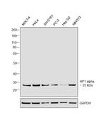 HP1 alpha Antibody in Western Blot (WB)