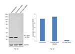 HP1 alpha Antibody