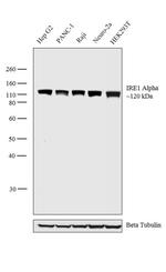 IRE1 alpha Antibody in Western Blot (WB)