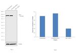 IRE1 alpha Antibody in Western Blot (WB)