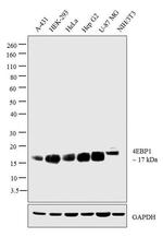 4EBP1 Antibody in Western Blot (WB)