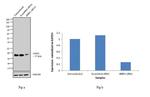 4EBP1 Antibody in Western Blot (WB)