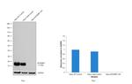 4EBP1 Antibody in Western Blot (WB)