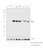 EGR1 Antibody