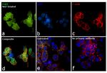 EGR1 Antibody