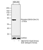 Phospho-GSK3 alpha (Ser21) Antibody in Western Blot (WB)