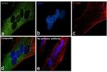 GYS1 Antibody in Immunocytochemistry (ICC/IF)