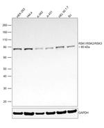 RSK1/RSK2/RSK3 Antibody in Western Blot (WB)