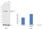 RSK1/RSK2/RSK3 Antibody in Western Blot (WB)