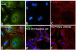 NQO1 Antibody in Immunocytochemistry (ICC/IF)