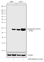 Phospho-Bcl-2 (Ser70) Antibody in Western Blot (WB)
