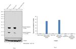 Caspase 8 (Cleaved Asp391) Antibody in Western Blot (WB)