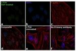 c-Fos Antibody