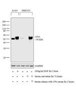 c-Fos Antibody