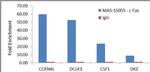 c-Fos Antibody in ChIP Assay (ChIP)