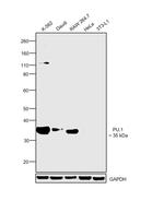 PU.1 Antibody