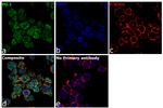 PU.1 Antibody in Immunocytochemistry (ICC/IF)