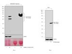 TGF beta-1 Antibody in Western Blot (WB)