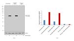 TGF beta-1 Antibody