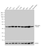 PP2A alpha Antibody in Western Blot (WB)