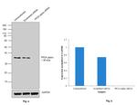 PP2A alpha Antibody in Western Blot (WB)