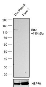 IRS1 Antibody in Western Blot (WB)