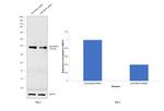 p38 MAPK alpha Antibody in Western Blot (WB)