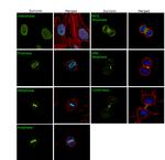 Survivin Antibody