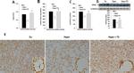 COX4 Antibody in Immunohistochemistry (Paraffin) (IHC (P))