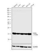 COX4 Antibody in Western Blot (WB)