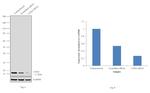 COX4 Antibody in Western Blot (WB)