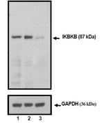 IKK beta Antibody in Western Blot (WB)