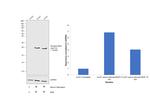 Phospho-BAD (Ser112) Antibody in Western Blot (WB)