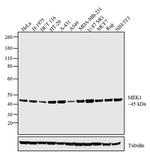 MEK1 Antibody in Western Blot (WB)