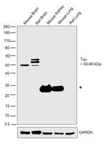 Tau Antibody in Western Blot (WB)