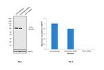 PLK1 Antibody