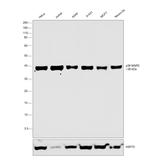 p38 MAPK alpha Antibody in Western Blot (WB)