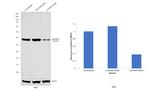 p38 MAPK alpha Antibody in Western Blot (WB)