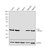 c-Jun Antibody in Western Blot (WB)