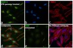 STAT1 Antibody