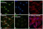 STAT1 Antibody in Immunocytochemistry (ICC/IF)