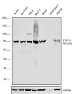 STAT1 Antibody in Western Blot (WB)