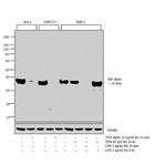 IkB alpha Antibody in Western Blot (WB)