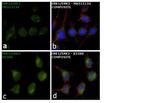 ERK1/ERK2 Antibody